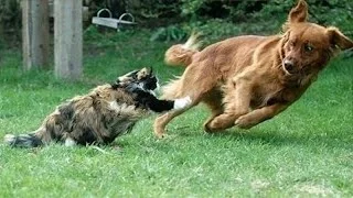 Cats annoying dogs - Funny and cute dog & cat compilation