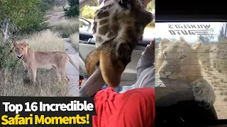 Top 16 Incredible Moments Captured While On Safari | World Wildlife Day 2021