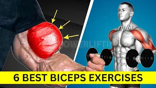 6 Best Exercises to Target Your Biceps - Biceps Workout at Gym