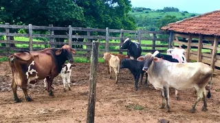 COMPREI QUATRO VACAS LEITEIRAS