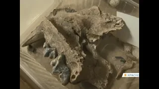 Останки древнего льва и оленя обнаружены в Красноярске
