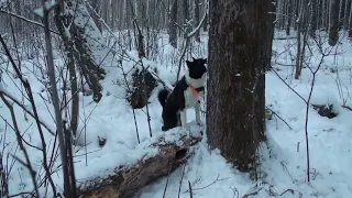 Три дня за одной куницей.