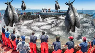 Awesome Big Net Catching Bluefin Tuna on The Sea - Net Fishing, Tuna processing line in Factory