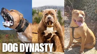 RIP The Fallen Legends Of DDK9s | DOG DYNASTY
