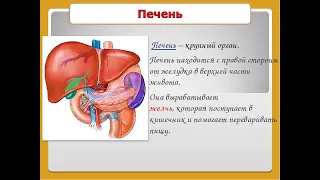 Психосоматика. Печень