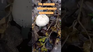Как отличить бледную поганку от съедобных грибов