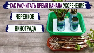 🍇 Когда МОЖНО начинать УКОРЕНЯТЬ ЧЕРЕНКИ винограда! НИКОГДА НЕ УКОРЕНЯЙ в ЭТО время.