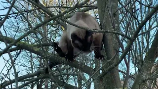 Siamese cat miaows for help to get down a tree
