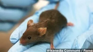 Researchers Reverse Signs Of Aging In Mice