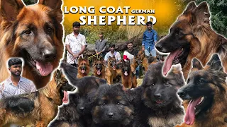 Long Coat ஜெர்மன் ஷெப்பர்ட் Dogs for Sale | All India Delivery | Puppies for Sale