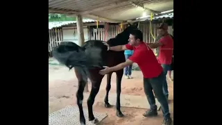 Acupuntura em cavalos, o antes e depois de única sessão.