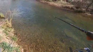 Catching a big rainbow trout after another gets off the hook using a micro sculpin streamer I made