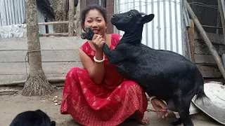 goat milking by hand woman || goat milking