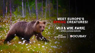 Experience Spring Time In Europe! | Wild & Wide Awake, Spring Across Europe - Documentary Trailer