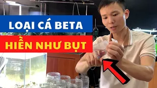 Loại cá Beta này hiền như "Bụt" |Nguyễn du aqua