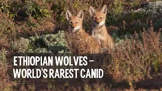 Ethiopian wolves - world's rarest canid