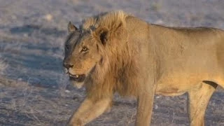 Living With Lions in Namibia | National Geographic