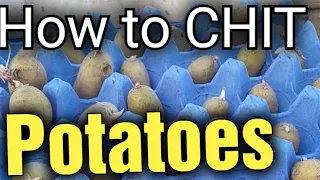 Mastering the Art of Chitting Seed Potatoes: A Step-by-Step Guide