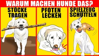 9 Seltsame Hundeverhaltensweisen erklärt