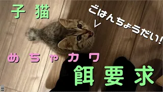 【子猫】子猫のごはん要求の鳴き声がかわいすぎる件