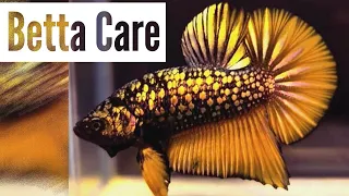 Betta Fish Care For First Time Fish Keepers | Beginners Guide