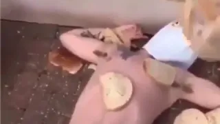 human cock given soo many breads 😱😱😂