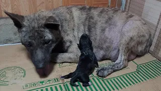 Newborn Puppy Says To Mom: Why Can't I Find Your Nipples? I'm So Hungry