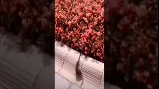 Крыса поймала змею