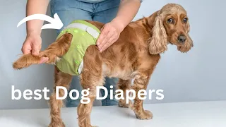 Top 5 best Dog Diapers 2024