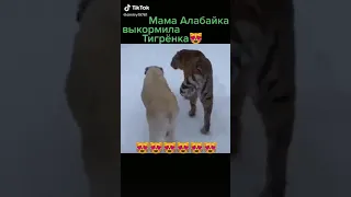 тигр и собака сладкая парочка 😍😍😍