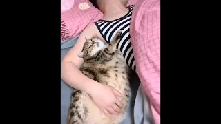 Cat sleeps in funny pose with an owner