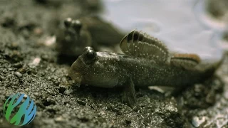 Mudskippers in Slo-Mo