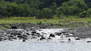 知床　ヒグマウォッチングクルーズ