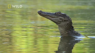 Zobacz prawdziwego mistrza podstępu wśród aligatorów! [Największe parki narodowe Ameryki]