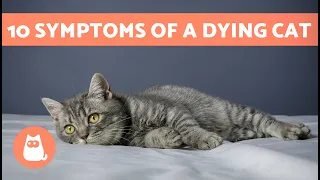 10 SIGNS Your CAT Is About to DIE🐱💔 How to Know if a Cat Is Dying