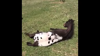 Incredible Appaloosa Horse / Невероятная пятнистая лошадь чубарой масти Аппалуза