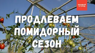 Осеннее выращивание томатов | Поздний урожай томатов в теплице | Когда убирать помидоры в теплице