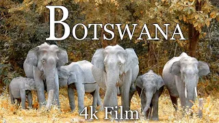 Botswana & Okavango Delta 4K - Scenic Wildlife Film With African Music. Look and Relax