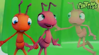 Jelly Bellies | 😄🐜| Antiks Adventures - Joey and Boo's Playtime