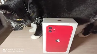 Распаковка iPhone 11 product red