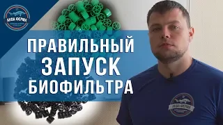 Как правильно запустить биофильтр