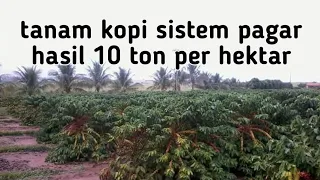 tanam kopi sistem pagar hasil 10 ton per hektar