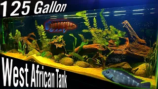 125 Gallons of West African Wonder: Aquarium Setup and Showcase