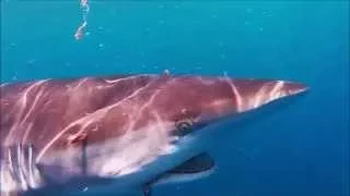 FLORIDA SHARK DIVING