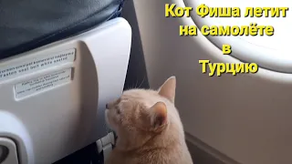 Кот Фиша летит на самолете в Турцию 😺🐾 /  Cat Fisha flies on a plane to Turkey