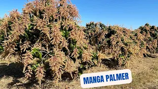 Mango palmer