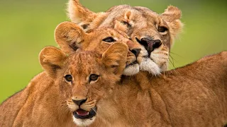 Best Lion Documentary Nat Geo Wildlife Animals 2019