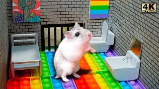 Hamster Pop It Maze - Pop It Challenge In Real Life DIY Hamster Maze Colorful Ball Pool