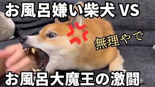 お風呂嫌い柴犬をお風呂に誘ったら、激闘過ぎてドッと疲れる父。