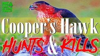 Cooper's Hawk HUNTS and KILLS a Small Bird.  (AWESOME FOOTAGE)